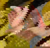 Irukandji Shark and Ray Encounters - New South Wales Tourism 