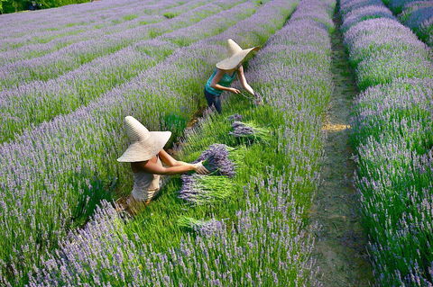Lavandula Swiss Italian Farm - New South Wales Tourism  0