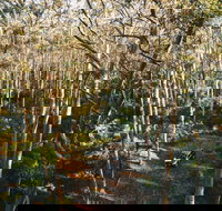 Leeuwin-Naturaliste National Park - Cowaramup - New South Wales Tourism 