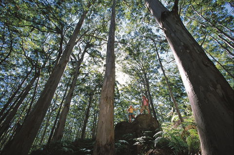 Leeuwin-Naturaliste National Park - Leeuwin - New South Wales Tourism  0