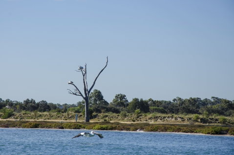 Mandurah Estuary And Peel Inlet - New South Wales Tourism  1
