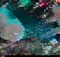 Middle Reef Dive Site - New South Wales Tourism 