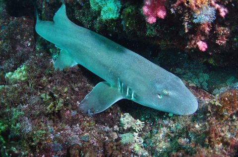 Middle Reef Dive Site - New South Wales Tourism  0