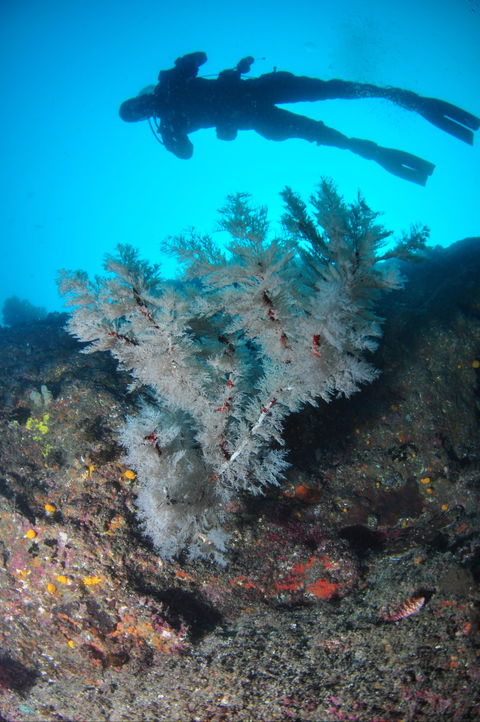 Middle Reef Dive Site - New South Wales Tourism  1