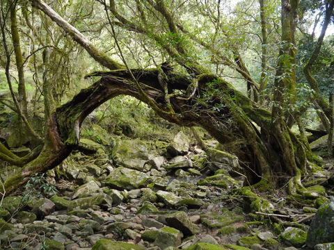 Mitchell River Walking Track - New South Wales Tourism  0