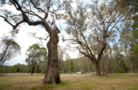 Moolarben Picnic Area - New South Wales Tourism  0