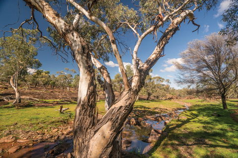 Mount Grenfell Historic Site - New South Wales Tourism  2