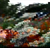 Newtown Park State Rose Garden - New South Wales Tourism 