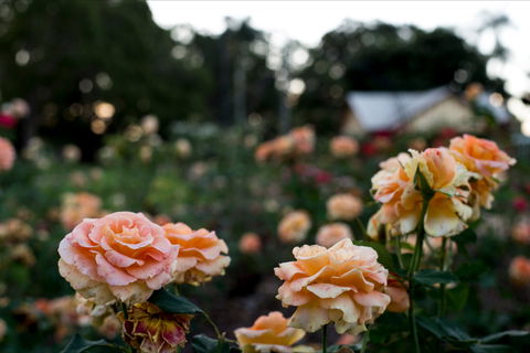 Newtown Park State Rose Garden - New South Wales Tourism  0