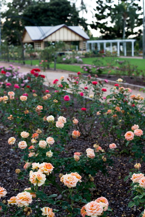 Newtown Park State Rose Garden - New South Wales Tourism  2