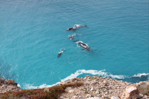 Nullarbor National Park - New South Wales Tourism  0