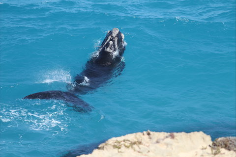 Nullarbor National Park - New South Wales Tourism  2