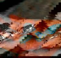 Opalton - New South Wales Tourism 