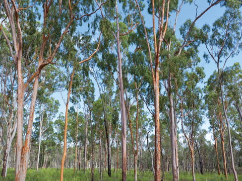 Pilliga Forest - New South Wales Tourism  1