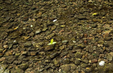 Potoroo Falls Picnic Area - New South Wales Tourism  0