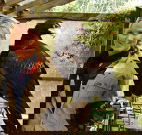 Raptor Domain - New South Wales Tourism 