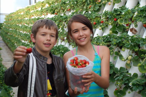 Ricardoes Tomatoes And Strawberries Farm, Port Macquarie - New South Wales Tourism  2