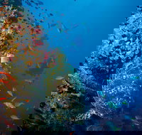 SS Yongala Dive Site - New South Wales Tourism 