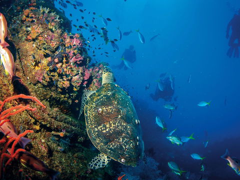SS Yongala Dive Site - New South Wales Tourism  0