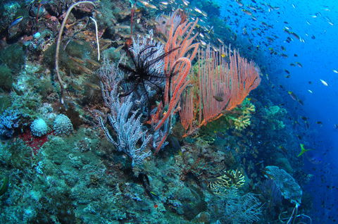 SS Yongala Dive Site - New South Wales Tourism  1