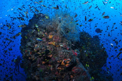 SS Yongala Dive Site - New South Wales Tourism  2