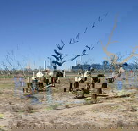 Sturt's tree walk - New South Wales Tourism 