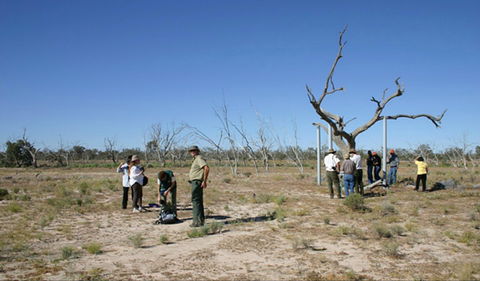 Sturt's Tree Walk - New South Wales Tourism  0