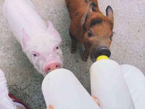 Swan Valley Cuddly Animal Farm - New South Wales Tourism  0