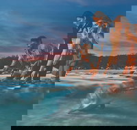 Tangalooma Wild Dolphin Feeding - New South Wales Tourism 