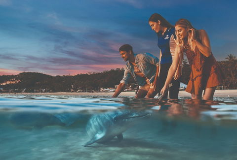 Tangalooma Wild Dolphin Feeding - New South Wales Tourism  0