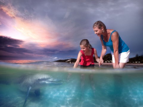 Tangalooma Wild Dolphin Feeding - New South Wales Tourism  1