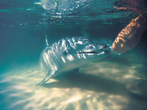 Tangalooma Wild Dolphin Feeding - New South Wales Tourism  2