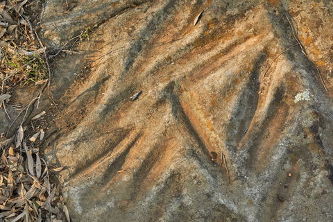 Terramungamine Rock Grooves - New South Wales Tourism  1