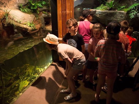 Walkabout Creek Discovery Centre - New South Wales Tourism  2