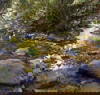 Washpool Walking Track - New South Wales Tourism 