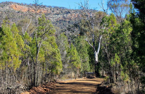 Weddin Gap To Black Spring Loop Trail - New South Wales Tourism  0