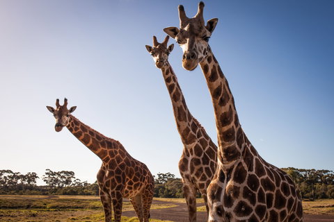 Werribee Open Range Zoo - New South Wales Tourism  1