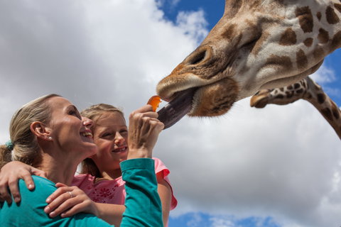 Werribee Open Range Zoo - New South Wales Tourism  2