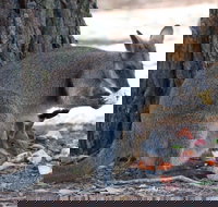 Wirrimbirra Sanctuary - New South Wales Tourism 