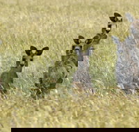 Woodlands Historic Park - New South Wales Tourism 