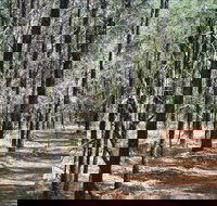 Yana-y Warruwi Walking Track - New South Wales Tourism 