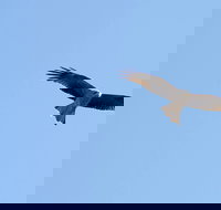 Yanga Lake Red Gum Bird Hide - New South Wales Tourism 