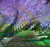 Alowyn Gardens and Nursery - New South Wales Tourism 