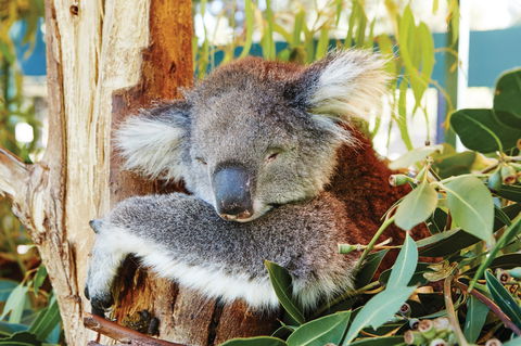 Animals And Family Fun - New South Wales Tourism  0