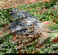 Antony Symons - Retrospective of a Life's Work - New South Wales Tourism 