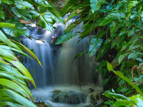 Brisbane Botanic Gardens Mount Coot-tha - New South Wales Tourism  1