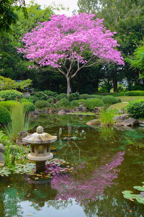 Brisbane Botanic Gardens Mount Coot-tha - New South Wales Tourism  2