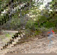 Cawleys Road trail - New South Wales Tourism 