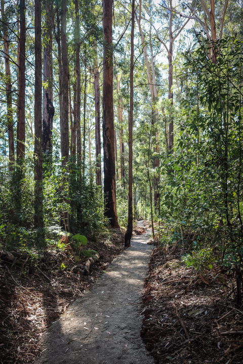 Coopernook Forest HQ - New South Wales Tourism  1