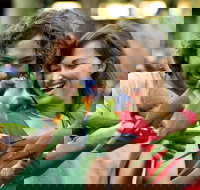 Currumbin Wildlife Sanctuary - New South Wales Tourism 